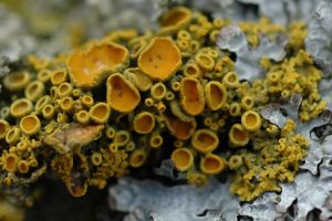 Xanthoria polycarpa